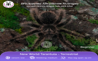 Albopilosum Nicaragua Mature Male TARANTULA